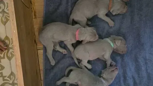 Cachorros Braco de Weimar